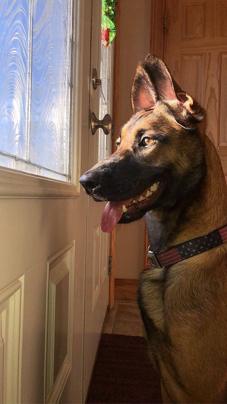 Koda joined the competition — help win amazing prizes! canidae, carnivore, collar, dog, dog_breed, dog_collar, fawn, fixture, guard_dog, laminate_flooring, liver, molding, pet_supply, snout, window_blind, window_covering, window_treatment, wood_flooring, wood_stain, working_animal