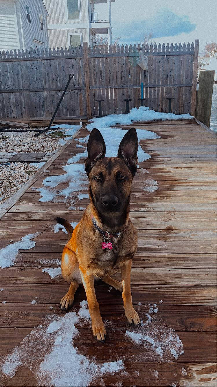 Koda is registered to the contest to win money with this photo: canidae, carnivore, collar, dog, dog_breed, fawn, fence, german_shepherd_dog, guard_dog, hardwood, home_fencing, liver, mammal, pet_supply, police_dog, snout, snow, sporting_group, wood, wood_stain