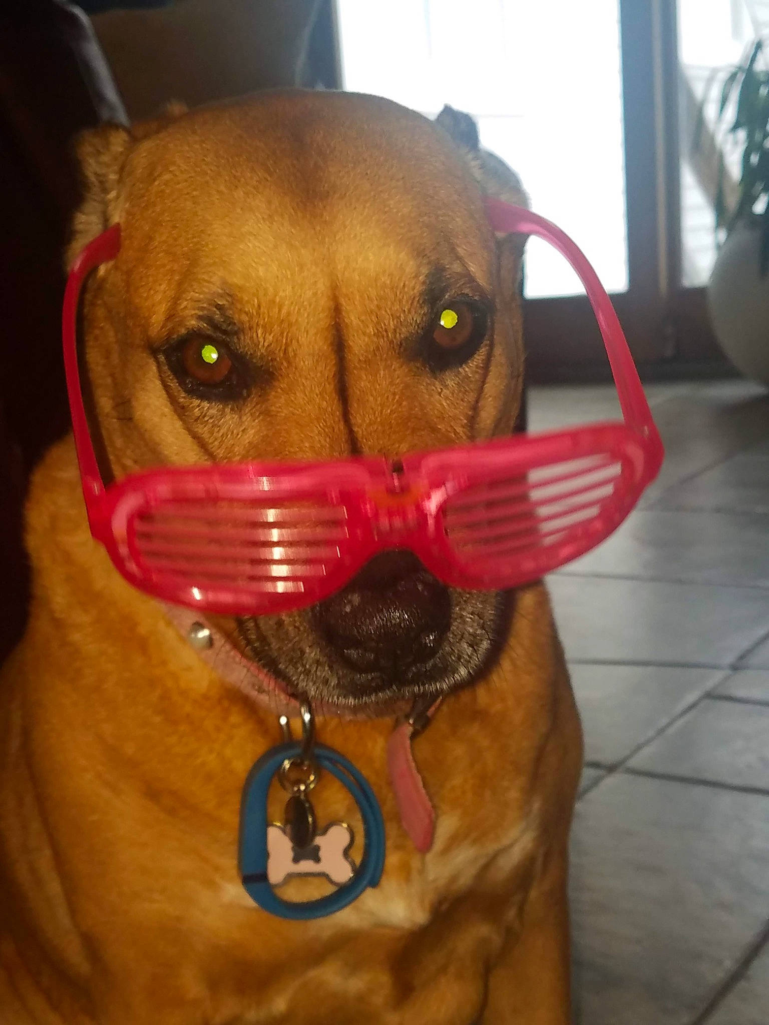 Nikki is registered to the contest to win money with this photo: beagador, canidae, carnivore, collar, dog, dog_breed, dog_collar, ear, fawn, nose, pit_bull, rhodesian_ridgeback, snout, sporting_group, vizsla, whiskers