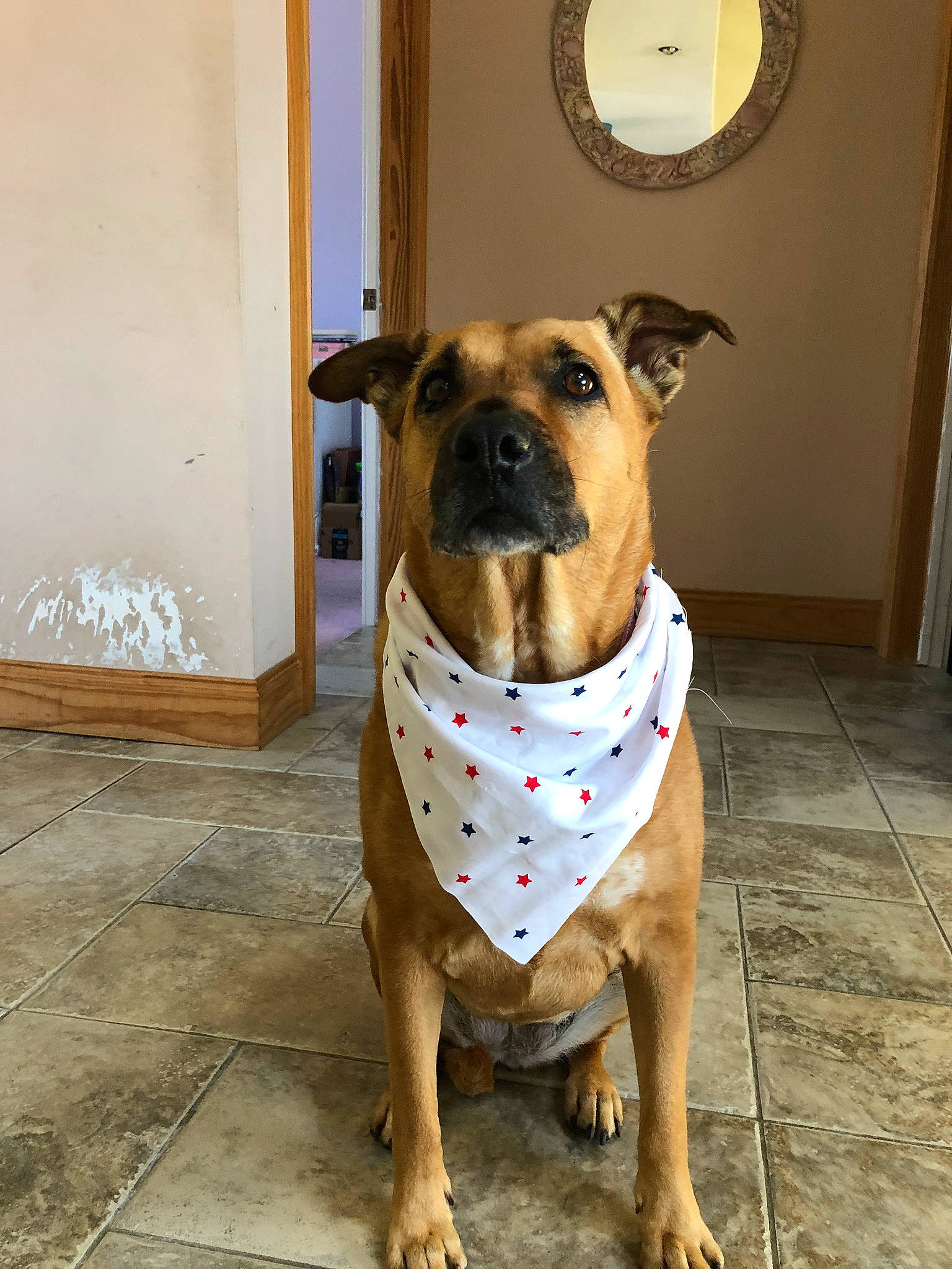 Nikki joined the competition — help win amazing prizes! american_pit_bull_terrier, american_staffordshire_terrier, canidae, carnivore, collar, dog, dog_breed, dog_collar, fawn, mammal, molosser, non_sporting_group, perro_de_presa_mallorquin, pit_bull, snout, sporting_group, staffordshire_bull_terrier, vertebrate