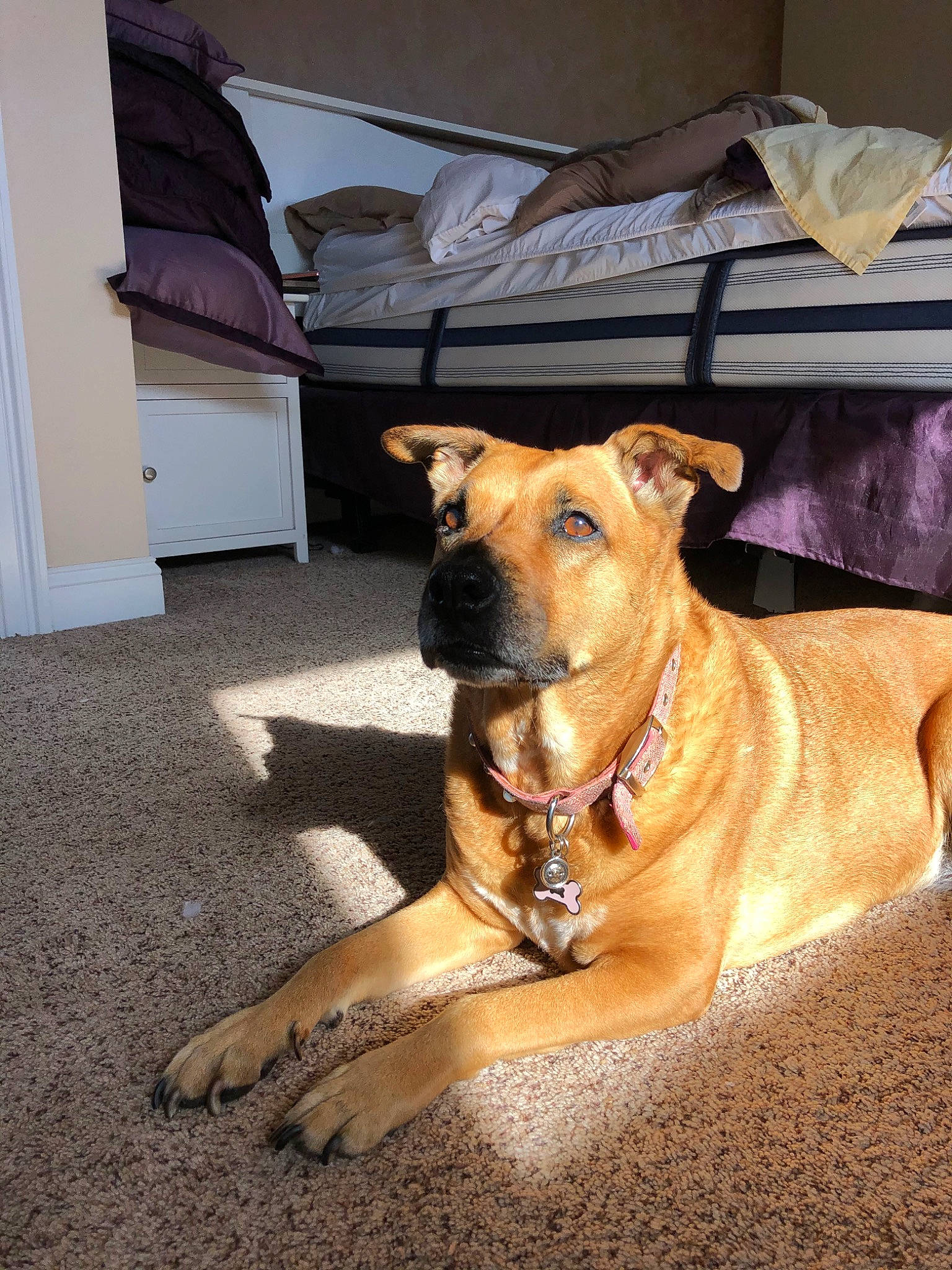 Nikki joined the competition — help win amazing prizes! alano_espanol, black_mouth_cur, boerboel, bullmastiff, canidae, carnivore, dog, dog_breed, fawn, guard_dog, mammal, non_sporting_group, perro_de_presa_mallorquin, rare_breed_dog, rhodesian_ridgeback, snout, tosa, vertebrate