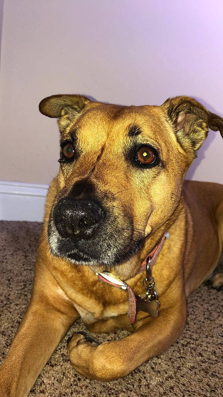 Nikki joined the competition — help win amazing prizes! alano_espanol, black_mouth_cur, canidae, carnivore, cimarron_uruguayo, dog, dog_breed, ear, fawn, mammal, mountain_cur, non_sporting_group, potcake_dog, snout, vertebrate, whiskers