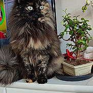 Cannelle a rejoint le concours — aidez-le/la à gagner de superbes lots ! cabinet, cat, curious, decor, eyes, feline, fluffy, fur, furniture, green_leaves, indoor, pet, plant, potted_plant, scoreboard, sitting, star_decoration, television, tortoiseshell, whiskers