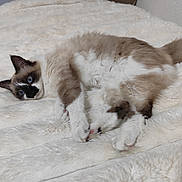 Praline participe au concours pour gagner de l'argent avec cette photo : animal, blanket, blue_eyes, brown, cat, comfort, cozy, cute, feline, fluffy, fur, home, indoor, lying_down, pet, pink_paws, relaxed, resting, soft_texture, white