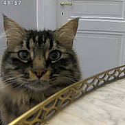 Moka participe au concours pour gagner de l'argent avec cette photo : carpet, cat, closeup, curious, decorative, door, ears, face, feline, fluffy, fur, glasses, home, indoor, marble, orange, pet, tabby, table, white