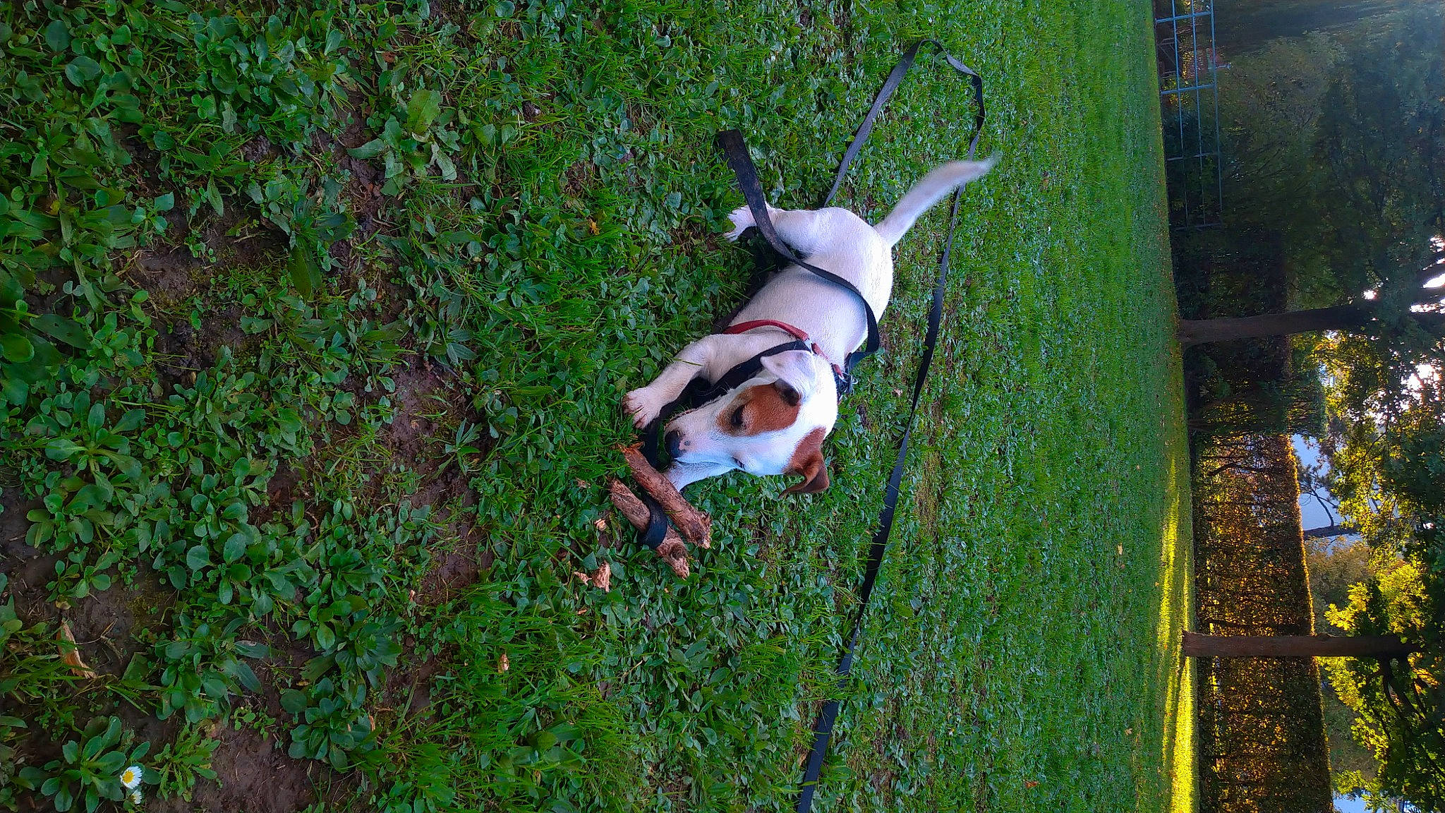 Lino participe au concours pour gagner de l'argent avec cette photo : canidae, carnivore, companion_dog, dog, dog_breed, fawn, grass, grass_family, groundcover, hunting_dog, lawn, leisure, non_sporting_group, plant, sporting_group, tail, terrestrial_animal, tree, wildlife, working_animal