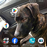 Odin joined the competition — help win amazing prizes! animal, app_icons, brindle, calm, car, dashboard, daylight, dog, door, interior, leather_seat, looking_down, passenger_seat, pet, phone_screenshot, reflection, seat, side_mirror, technology, window