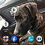 animal, app_icons, brindle, calm, car, dashboard, daylight, dog, door, interior, leather_seat, looking_down, passenger_seat, pet, phone_screenshot, reflection, seat, side_mirror, technology, window
