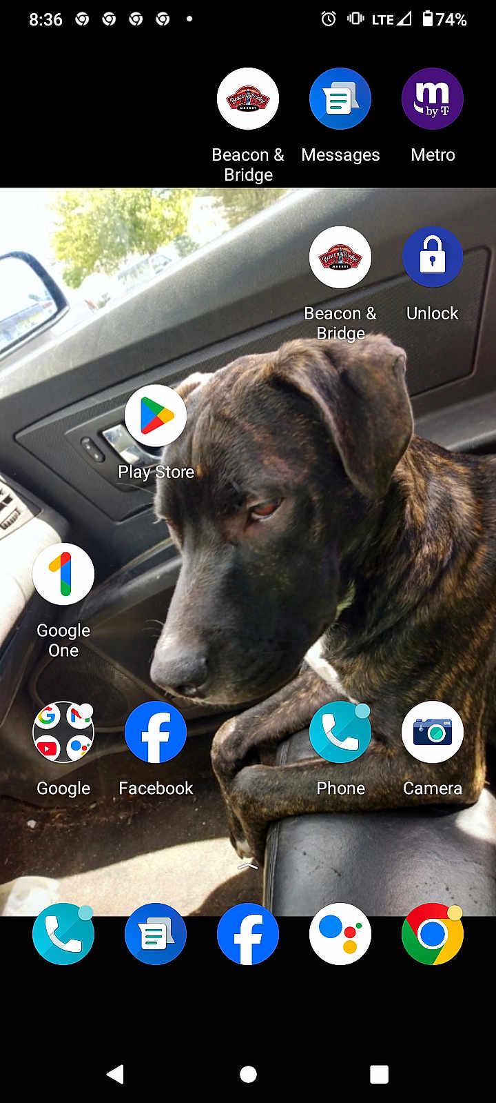 Odin joined the competition — help win amazing prizes! animal, app_icons, brindle, calm, car, dashboard, daylight, dog, door, interior, leather_seat, looking_down, passenger_seat, pet, phone_screenshot, reflection, seat, side_mirror, technology, window