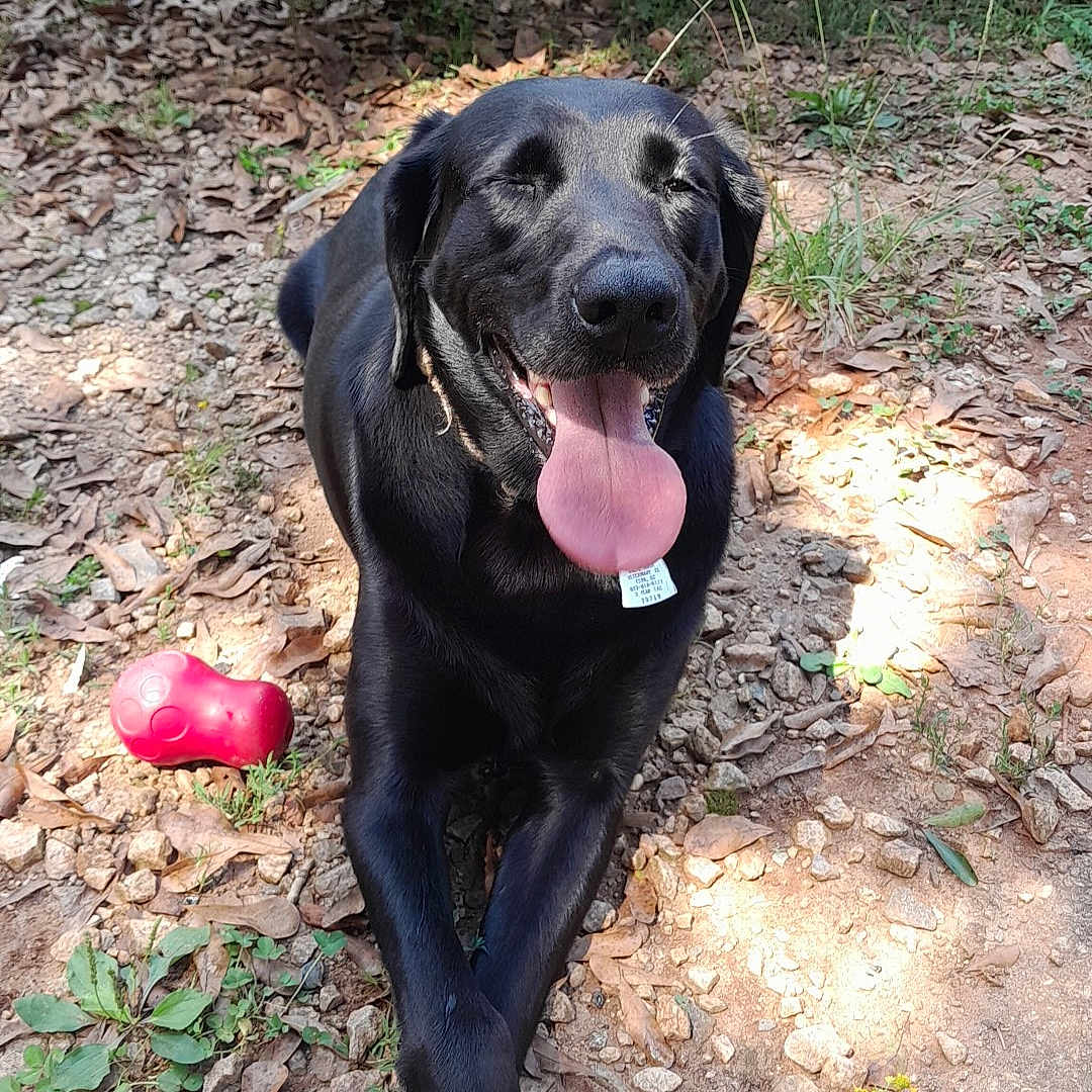Cloe joined the competition — help win amazing prizes! animal, canine, clothing, dog, face, footwear, grass, head, labradorretriever, machine, person, pet, photography, plant, portrait, puppy, shoe, soil, tree, vegetation