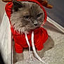 Eclair a rejoint le concours — aidez-le/la à gagner de superbes lots ! cat, fluffy, red_hoodie, antlers, costume, pet, indoor, cozy, blanket, white, cute, animal, feline, portrait, sitting, closeup, soft, fur, expression, holiday