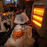 Eclair participe au concours pour gagner de l'argent avec cette photo : cat, halloween, witch_hat, costume, cape, pumpkin, mug, marshmallows, indoor, living_room, spooky, jack_o_lantern, bat_decoration, heater, orange_lighting, blue_eyes, fluffy, sitting, portrait, holiday_decorations