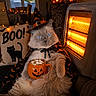 cat, halloween, witch_hat, costume, cape, pumpkin, mug, marshmallows, indoor, living_room, spooky, jack_o_lantern, bat_decoration, heater, orange_lighting, blue_eyes, fluffy, sitting, portrait, holiday_decorations