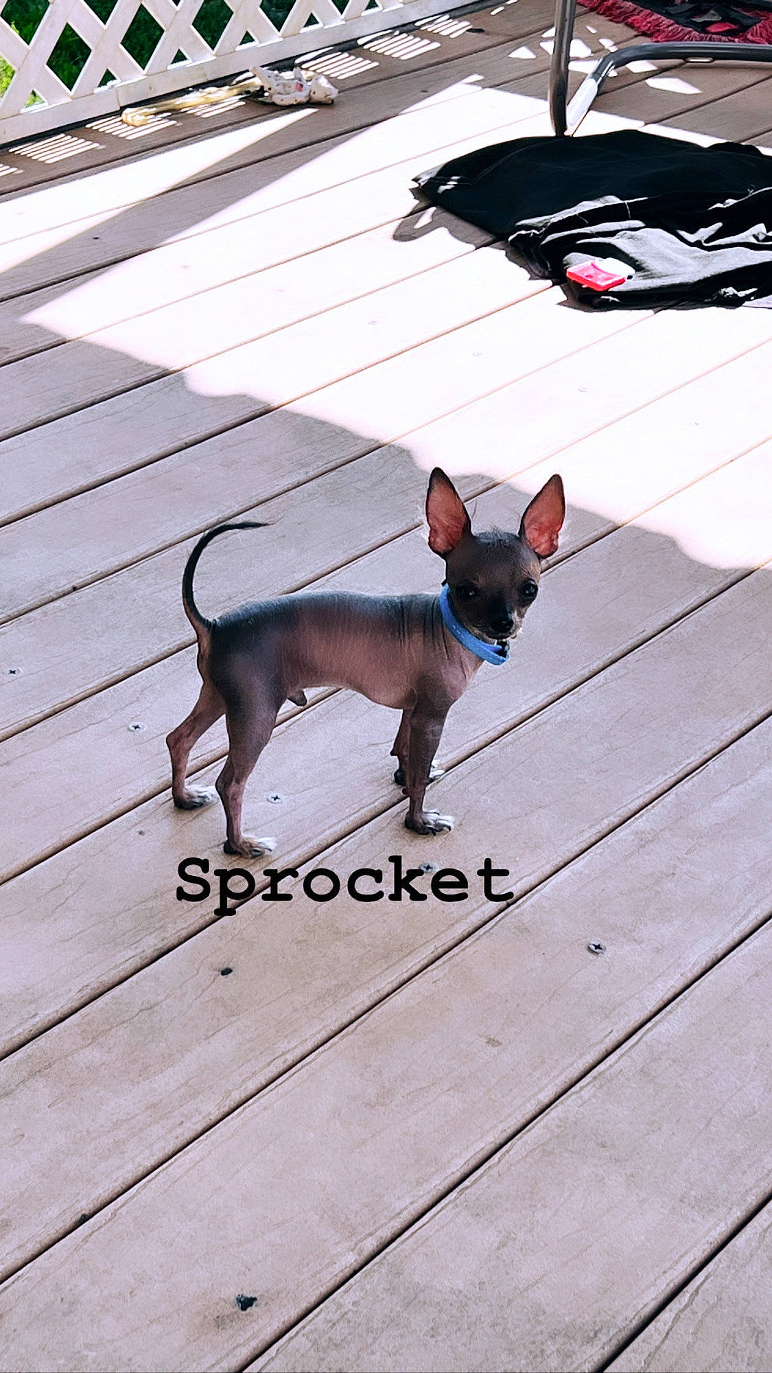 Sprocket