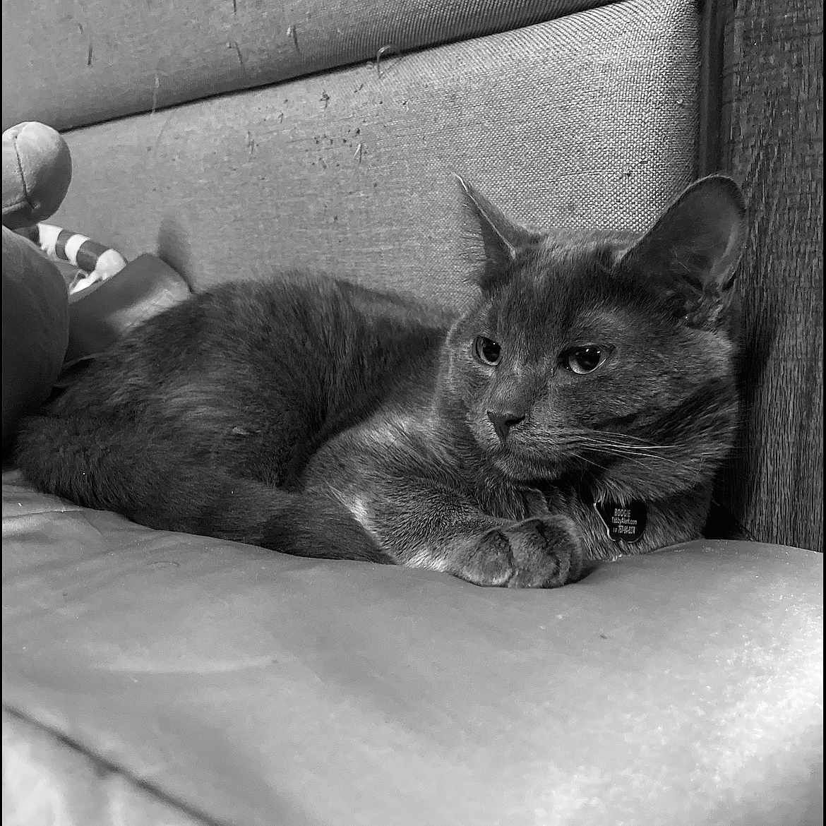 Boogie Bug is registered to the contest to win money with this photo: abyssinian, animal, architecture, armchair, blackcat, bodypart, building, cat, chair, couch, finger, furniture, hand, indoors, kitten, livingroom, manx, person, pet, room