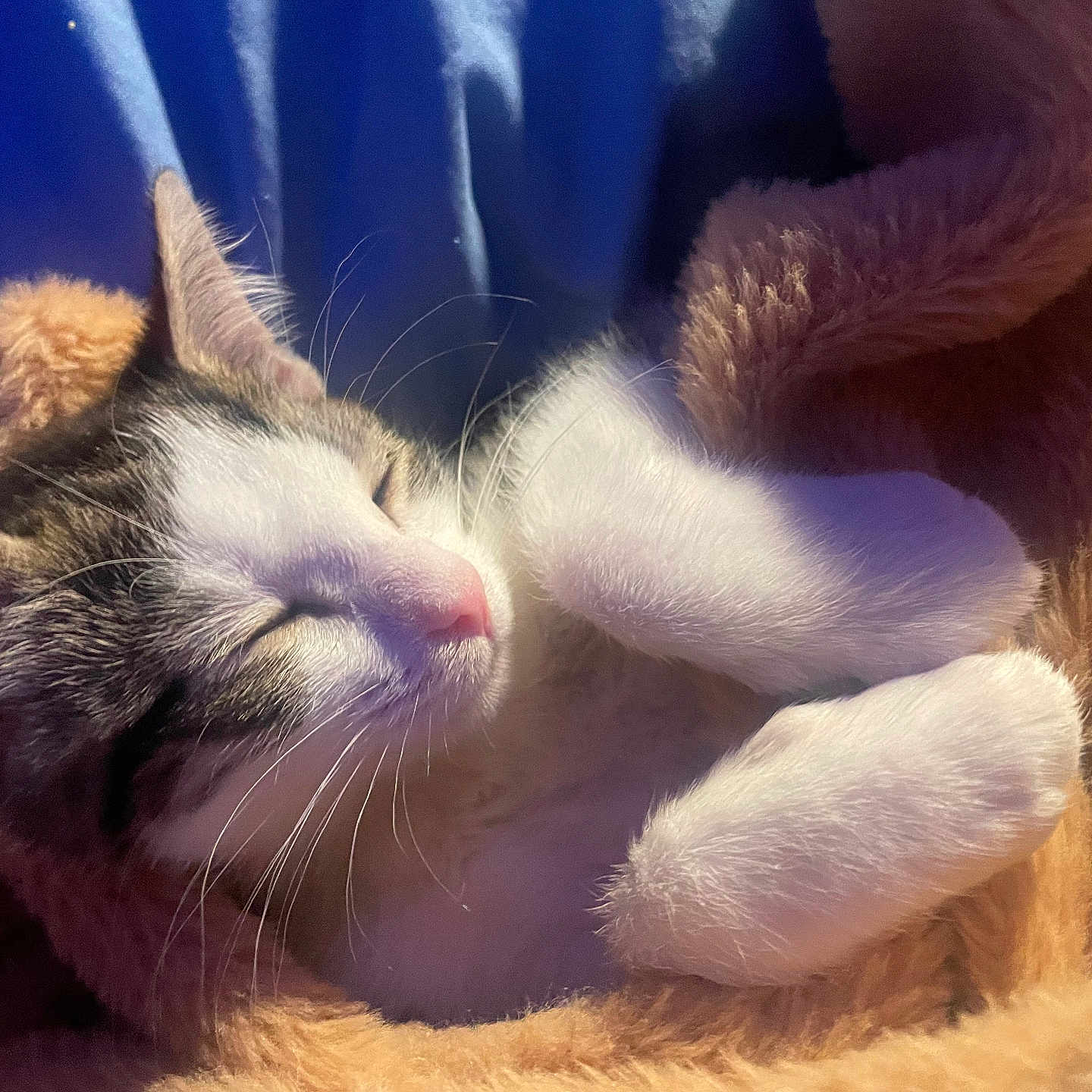 Mr.pickles is registered to the contest to win money with this photo: abyssinian, animal, blanket, cat, electronics, hardware, kitten, manx, person, pet, quilt, siamese, sleeping, towel