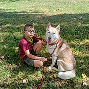 Saika participe au concours pour gagner de l'argent avec cette photo : boy, child, glasses, dog, husky, leash, grass, outdoor, park, tree, sunlight, casual_clothing, shorts, sitting, pet, animal, smiling_dog, nature, daytime, happy