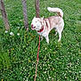 Saika a rejoint le concours — aidez-le/la à gagner de superbes lots ! dog, husky, leash, grass, flowers, trees, outdoor, pet, canine, nature, greenery, playful, animal, flora, summer, smiling, collar, field, happy, daylight
