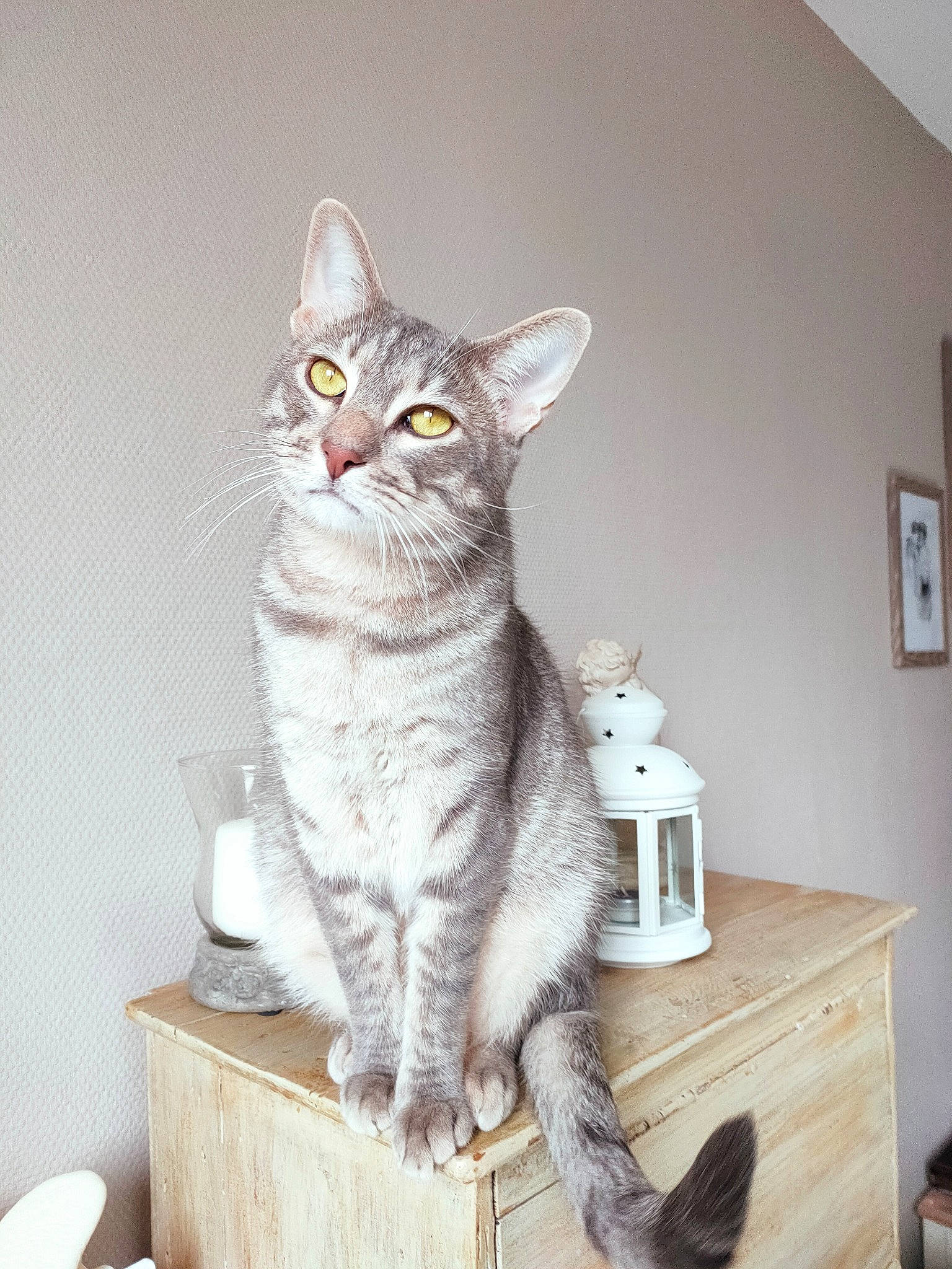 Simba a rejoint le concours — aidez-le/la à gagner de superbes lots ! art, cabinetry, carnivore, cat, cat_supply, couch, domestic_short_haired_cat, drawer, felidae, fur, grey, paw, picture_frame, shelf, small_to_medium_sized_cats, snout, table, tail, whiskers, window