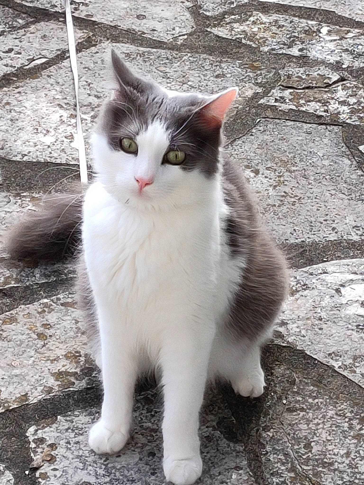 Mojito participe au concours pour gagner de l'argent avec cette photo : asphalt, carnivore, cat, domestic_short_haired_cat, eye, felidae, flooring, fur, grass, grey, monochrome_photography, paw, road_surface, sidewalk, sitting, small_to_medium_sized_cats, snout, street, tail, whiskers