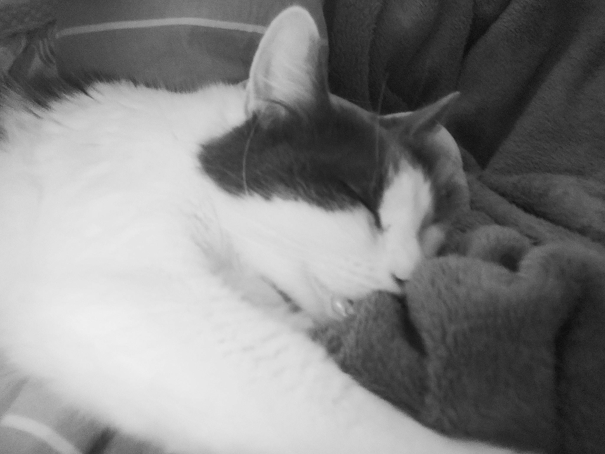 Mojito participe au concours pour gagner de l'argent avec cette photo : carnivore, cat, comfort, domestic_short_haired_cat, eye, felidae, fur, grey, human_body, monochrome, monochrome_photography, nap, paw, sleep, small_to_medium_sized_cats, snout, tail, whiskers