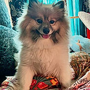 Mr Waffles joined the competition — help win amazing prizes! dog, fluffy, smiling, tongue_out, indoor, blanket, patterned, colorful, curtains, window, wallpaper, cozy, pet, animal, happy, fur, sitting, cute, home, comfort