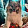 Mr Waffles