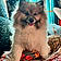 Mr Waffles