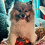 dog, fluffy, smiling, tongue_out, indoor, blanket, patterned, colorful, curtains, window, wallpaper, cozy, pet, animal, happy, fur, sitting, cute, home, comfort
