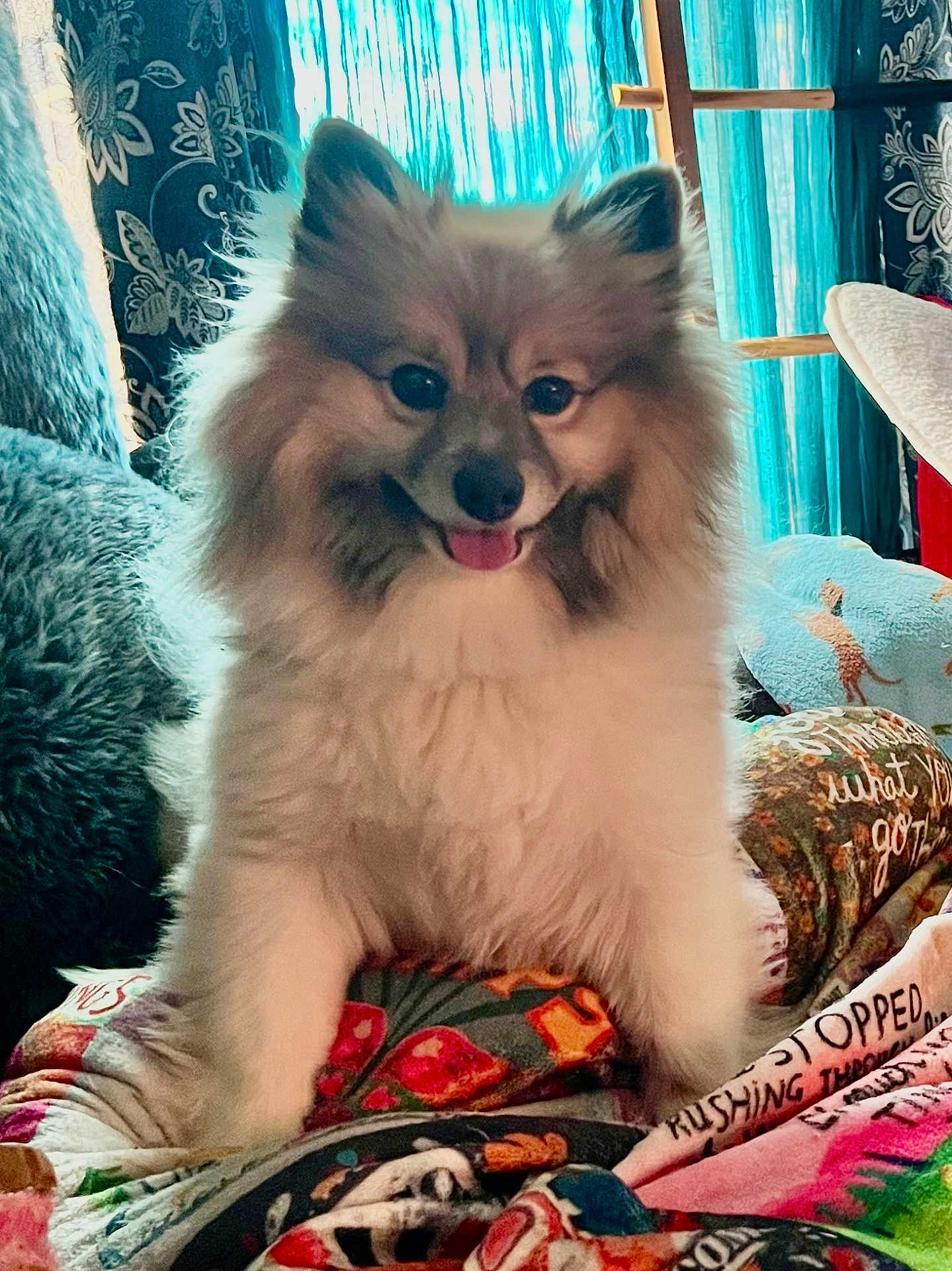 Mr Waffles joined the competition — help win amazing prizes! dog, fluffy, smiling, tongue_out, indoor, blanket, patterned, colorful, curtains, window, wallpaper, cozy, pet, animal, happy, fur, sitting, cute, home, comfort
