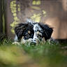 puppy, dog, animal, grass, outdoor, nature, portrait, close_up, fluffy, black_and_white, brown, blue_merle, eyes, face, peeking, lying_down, bokeh, shallow_depth_of_field, garden, cute