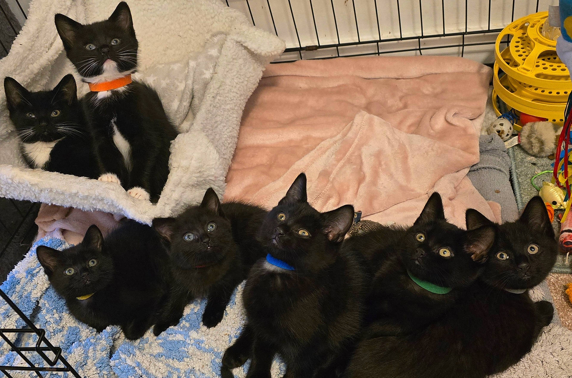 The Dumped J Kittens