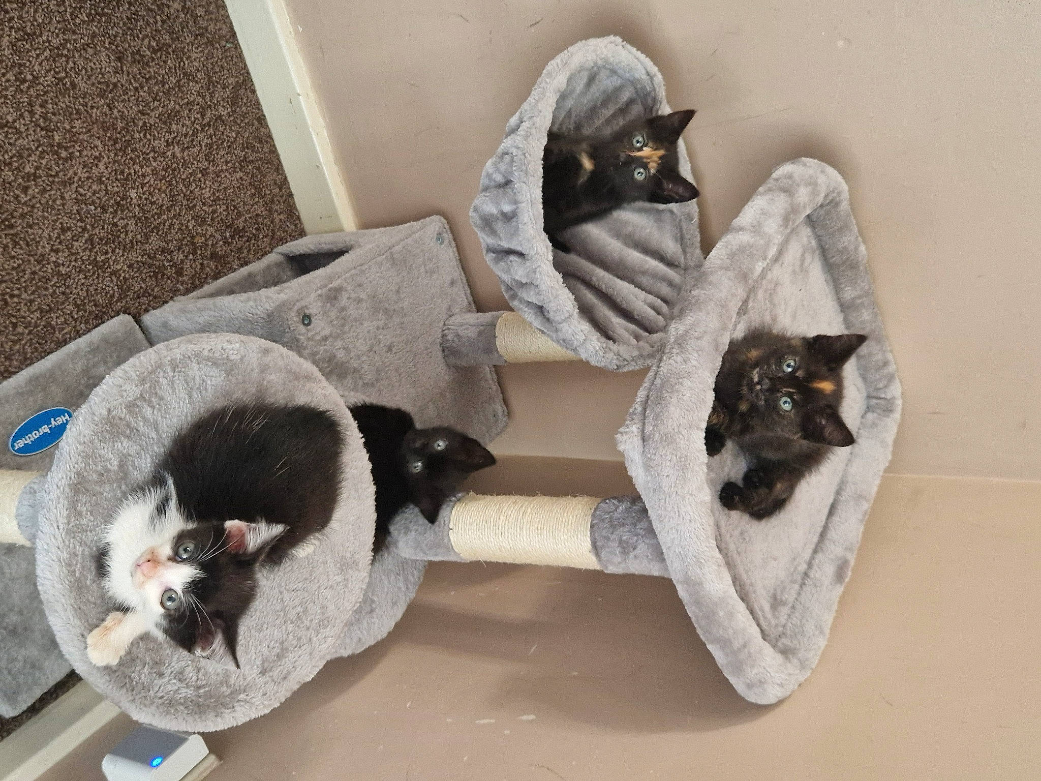 Jack Jessica Jaz Jojo