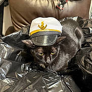 Koukla joined the competition — help win amazing prizes! cat, black_cat, pet, animal, hat, captain_hat, indoor, leather_chair, plastic_sheet, feline, cute, domestic_animal, portrait, resting, sitting, whiskers, ears, eyes, fur, headwear