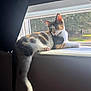 Pebbles is registered to the contest to win money with this photo: animal, calico, cat, curious, cute, daylight, domestic, ears, feline, house, indoor, paws, pet, relaxed, resting, sunlight, tail, whiskers, window_screen, windowsill