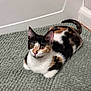 Pebbles joined the competition — help win amazing prizes! animal, calico, cat, corner, curious, cute, domestic, ears, eyes, floor, fur, indoor, mammal, pet, rug, sitting, small, tail, texture, whiskers