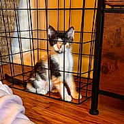Pebbles is registered to the contest to win money with this photo: animal, basket, blanket, blurred, cage, calico, cat, curious, feline, floor, furniture, home, indoor, kitten, pet, sitting, small, wire, wooden_floor, young