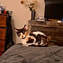 animal, blurred_background, calico_cat, cozy, curious, cute, domestic_cat, dried_flowers, fur, furniture, gray_blanket, indoor, kitten, looking, pet, resting, small, soft_blanket, vase, wooden_dresser