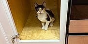 Pebbles joined the competition — help win amazing prizes! animal, appliance, box, cabinet, calico, cat, curious, door, floor, indoor, kitchen, kitten, open_door, oven, pet, shelf, stainless_steel, waffle_maker, wooden_floor, young_cat