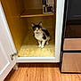 animal, appliance, box, cabinet, calico, cat, curious, door, floor, indoor, kitchen, kitten, open_door, oven, pet, shelf, stainless_steel, waffle_maker, wooden_floor, young_cat