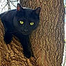 black_cat, tree, bark, green_eyes, animal, outdoor, nature, pet, feline, wildlife, branch, daylight, close_up, curious, climbing, wood, mammal, quiet, alert, forest