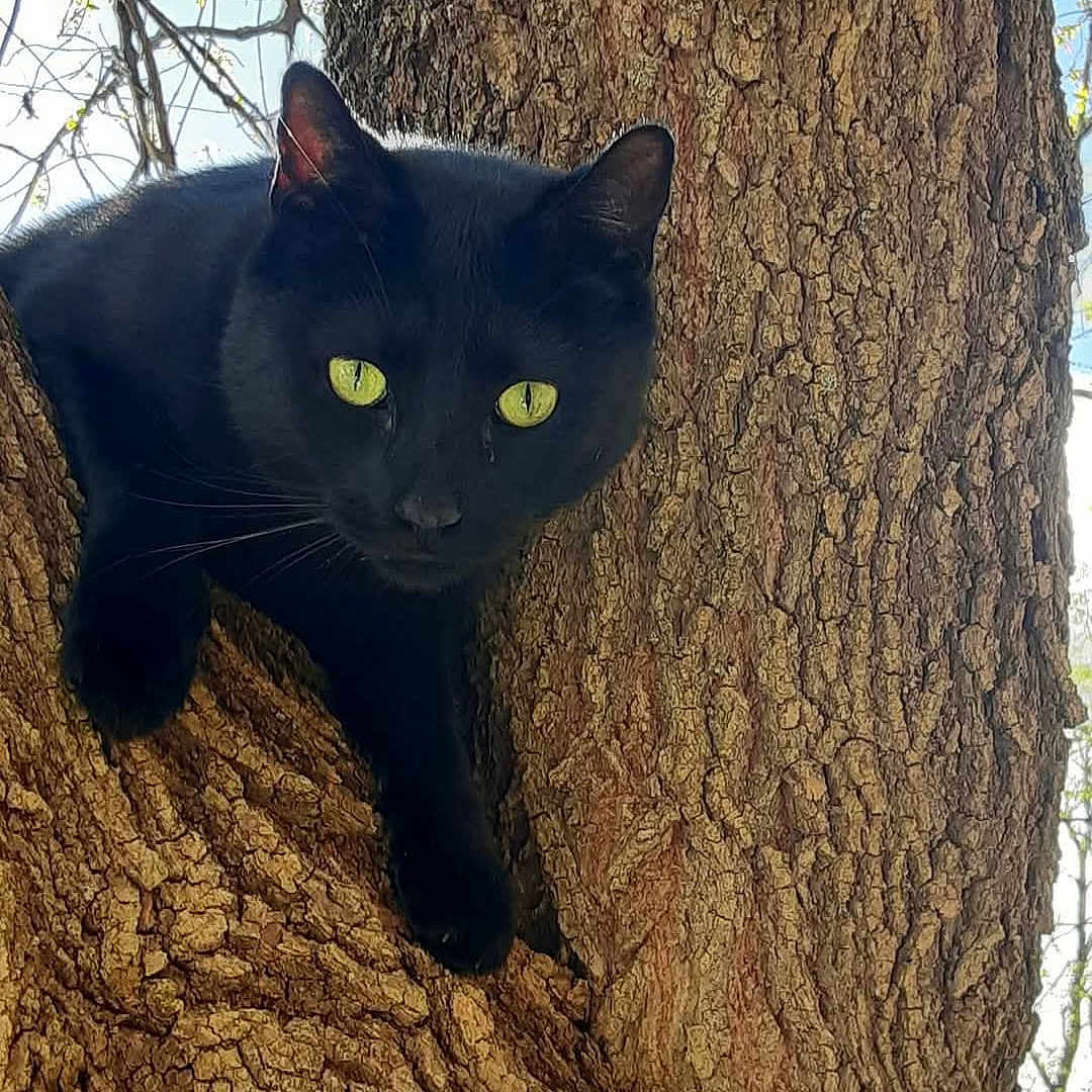 Jimi joined the competition — help win amazing prizes! black_cat, tree, bark, green_eyes, animal, outdoor, nature, pet, feline, wildlife, branch, daylight, close_up, curious, climbing, wood, mammal, quiet, alert, forest