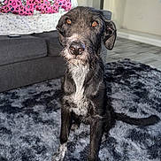 Luna joined the competition — help win amazing prizes! dog, pet, indoor, living_room, rug, black_dog, white_markings, fluffy_rug, couch, blanket, hello_kitty, floor, fur, animal, sitting, looking, ears, nose, tail, home