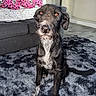 dog, pet, indoor, living_room, rug, black_dog, white_markings, fluffy_rug, couch, blanket, hello_kitty, floor, fur, animal, sitting, looking, ears, nose, tail, home