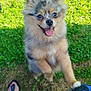animal, blurred_background, closeup, colorful_clothing, dog, expression, footwear, fur, grass, happy, joy, nature, outdoor, paw, pet, playful, sandals, small_dog, sunlight, tongue_out