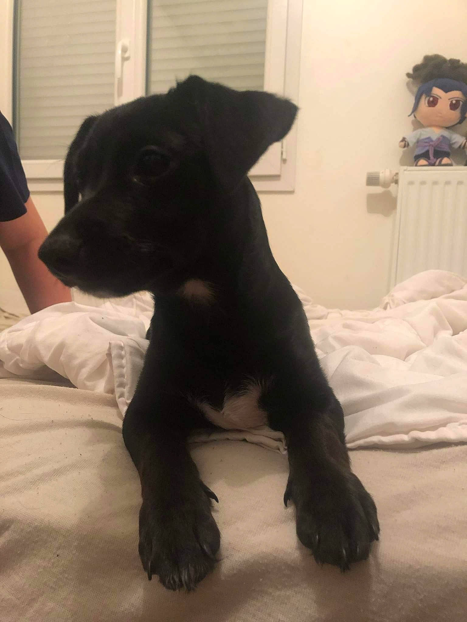 Milka participe au concours pour gagner de l'argent avec cette photo : borador, canidae, carnivore, comfort, companion_dog, dog, dog_breed, doll, flooring, fur, guard_dog, liver, non_sporting_group, snout, sporting_group, tail, terrestrial_animal, toy, whiskers, working_animal