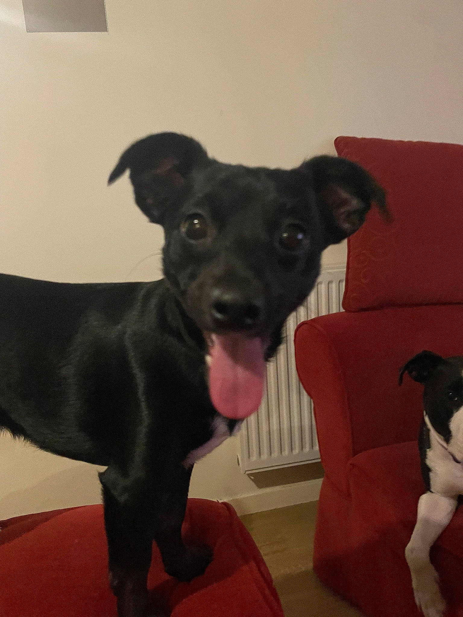 Milka participe au concours pour gagner de l'argent avec cette photo : borador, carnivore, collar, comfort, companion_dog, couch, dog, dog_breed, dog_collar, dog_supply, fawn, flooring, fur, guard_dog, pet_supply, snout, sporting_group, toy_dog, whiskers, working_animal