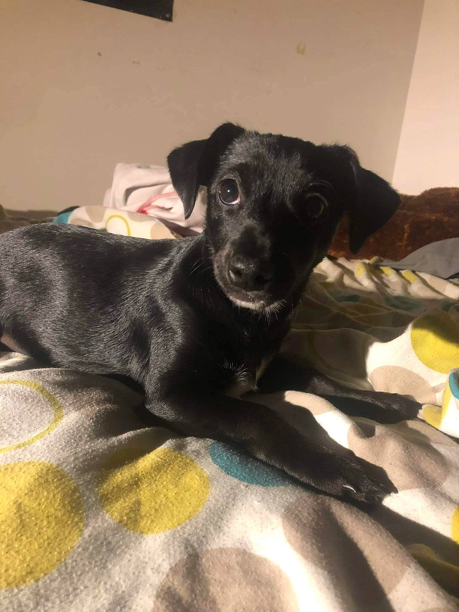 Milka a rejoint le concours — aidez-le/la à gagner de superbes lots ! borador, canidae, carnivore, comfort, companion_dog, dog, dog_breed, dog_supply, fawn, flooring, fur, guard_dog, non_sporting_group, paw, puppy, snout, sporting_group, toy_dog, working_animal