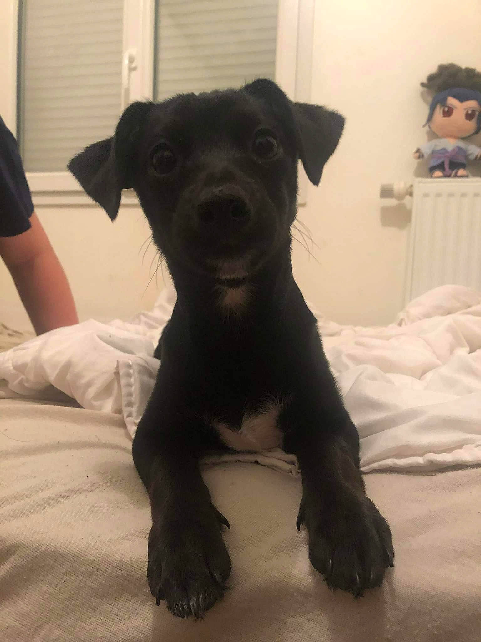 Milka a rejoint le concours — aidez-le/la à gagner de superbes lots ! borador, canidae, carnivore, comfort, companion_dog, dog, dog_breed, dog_supply, fawn, fur, guard_dog, liver, non_sporting_group, snout, sporting_group, t_shirt, terrestrial_animal, toy_dog, whiskers, working_animal