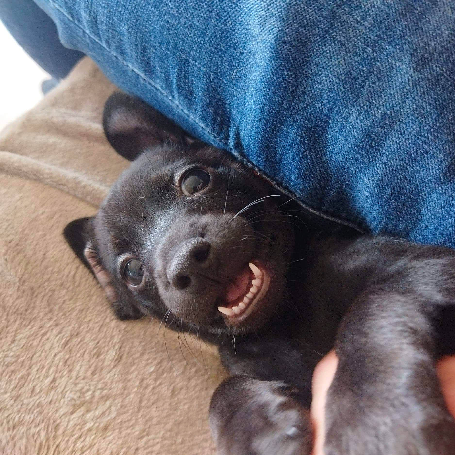 Milka a rejoint le concours — aidez-le/la à gagner de superbes lots ! borador, canidae, carnivore, comfort, companion_dog, denim, dog, dog_breed, electric_blue, foot, fur, liver, paw, snout, sporting_group, terrestrial_animal, working_animal